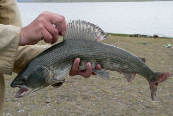 рыба-северных-рек