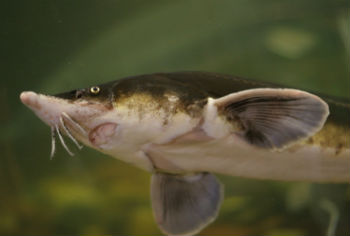 стерлядь-в-сибири