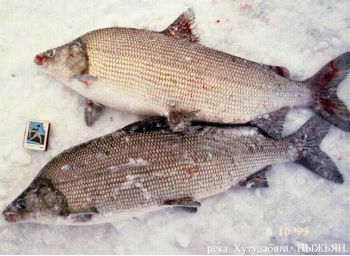 рыба-пыжьян