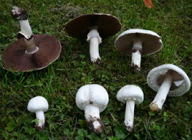 шампиньоны-фото