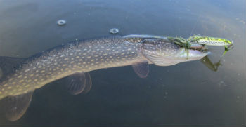 щука-на-блесну