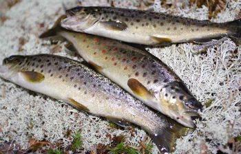 сибирская-форель