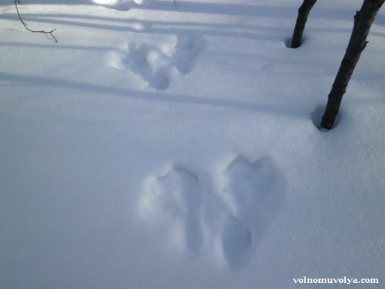 заячьи следы