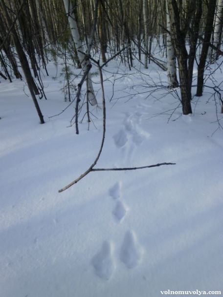 следы зайца на снегу