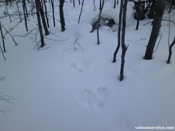 следы зайца на снегу1
