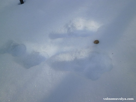 следы зайца зимой