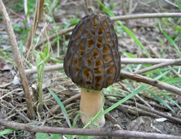 сморчок-гриб-сибири