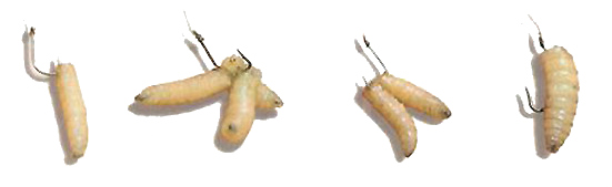 насадка опарыша на крючок