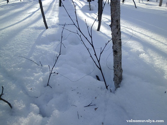 петля на зайца
