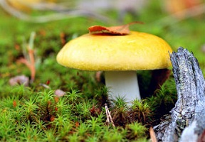 сыроежка-фото