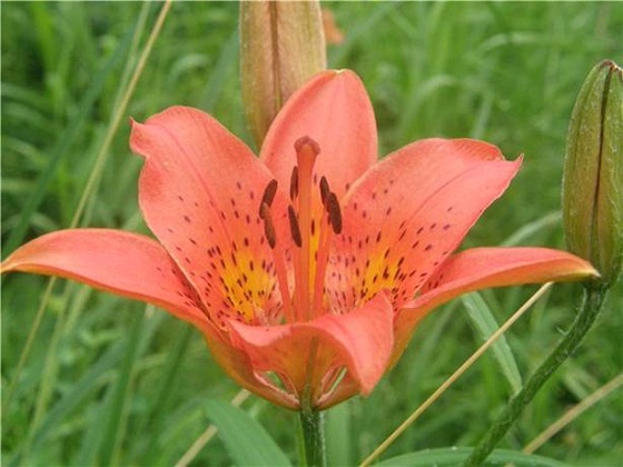 таежная-лилия