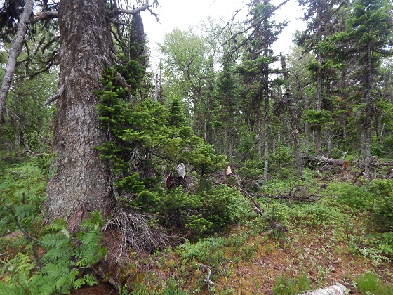 горная тайга