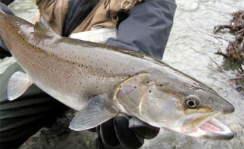 таймень-в-тайге