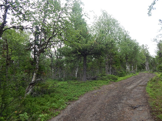 тропа на перевал дятлова