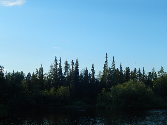 уральская тайга