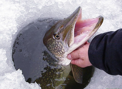 вываживание рыбы