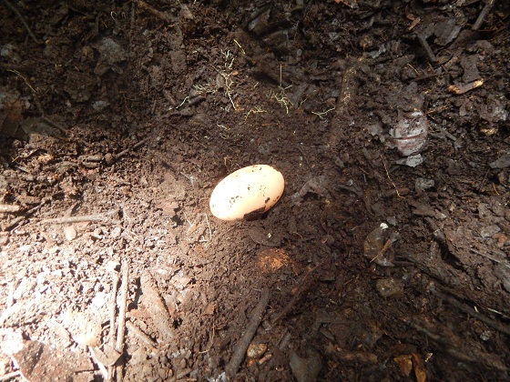 яйцо казуара