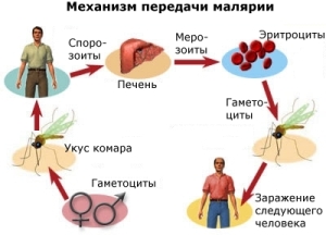 заражение малярией