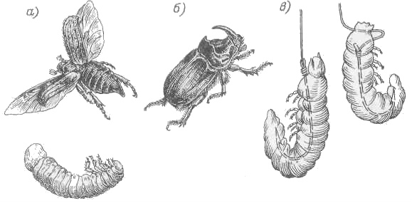 жуки наживка